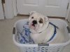 dude-in-the-laundry-basket.jpg
